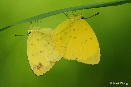 Eurema blanda snelleni