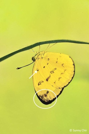 Eurema andersonii andersonii