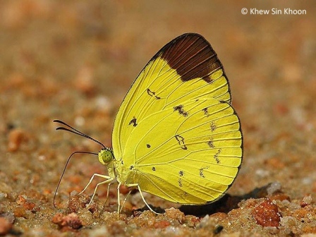 Eurema sari sodalis