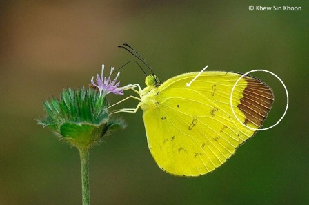 Eurema sari sodalis