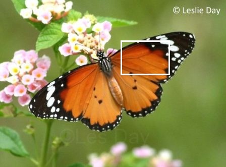 Danaus chrysippus chrysippus