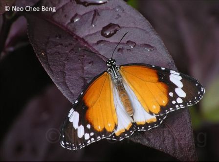 Danaus chrysippus chrysippus