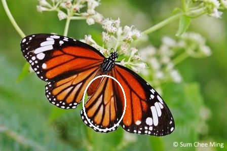 Danaus genutia genutia