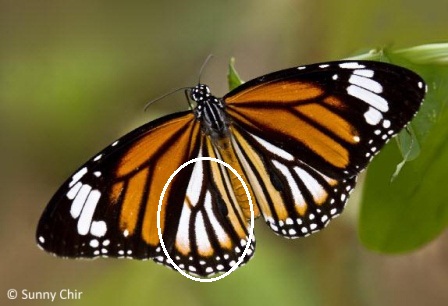 Danaus genutia genutia