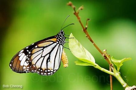 Danaus genutia genutia