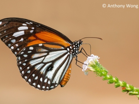 Danaus melanippus hegesippus