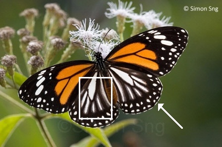 Danaus melanippus hegesippus