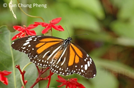 Danaus melanippus hegesippus