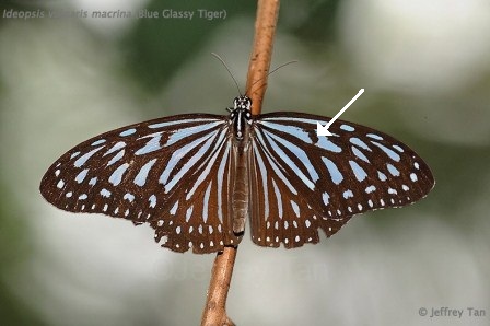 Ideopsis vulgaris macrina