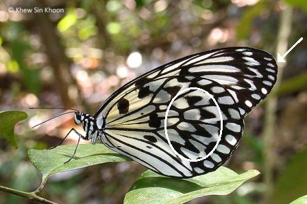 Idea leuconoe chersonesia