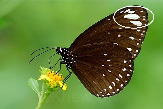 Euploea crameri bremeri