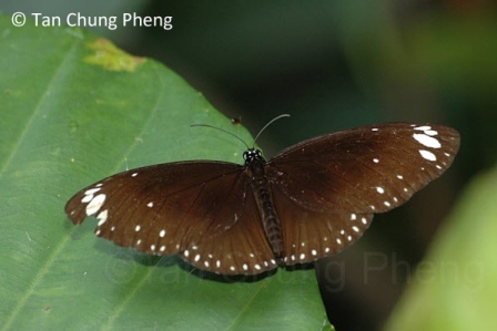 Euploea crameri bremeri