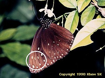 Euploea camaralzeman malayica