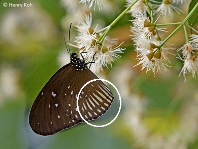 Euploea eyndhovii gardineri