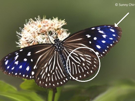 Euploea mulciber mulciber