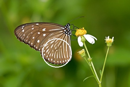 Euploea mulciber mulciber