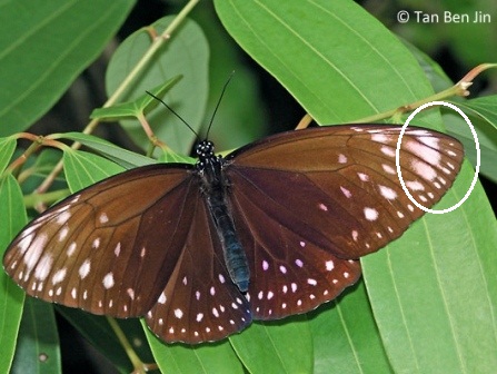 Euploea phaenareta castelnaui