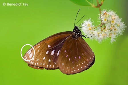 Euploea phaenareta castelnaui