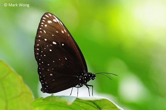 Euploea phaenareta castelnaui