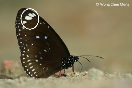 Euploea midamus singapura