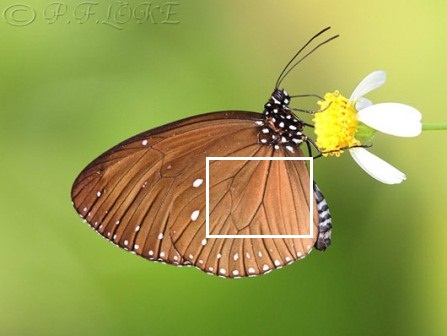 Euploea tulliolus ledereri