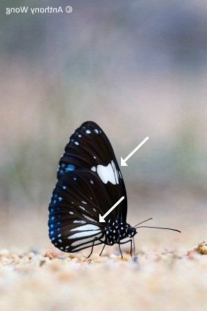 Euploea radamanthus radamanthus