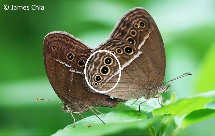 Mycalesis perseus cepheus