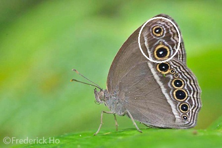 Mycalesis mineus macromalayana