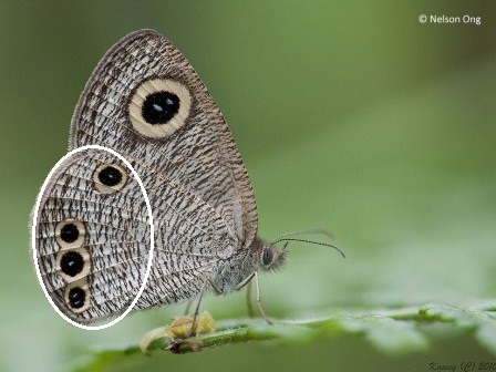 Ypthima huebneri