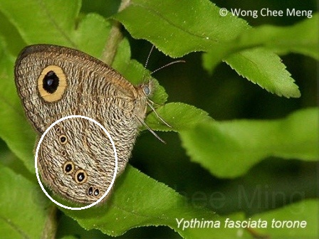 Ypthima fasciata torone