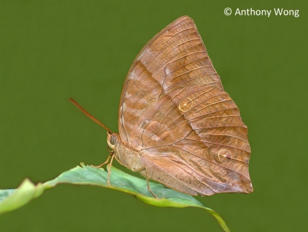 Zeuxidia amethystus amethystus