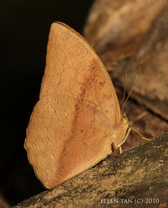 Discophora sondaica despoliata