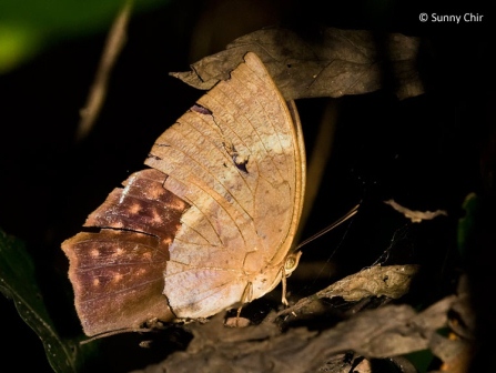 Discophora sondaica despoliata