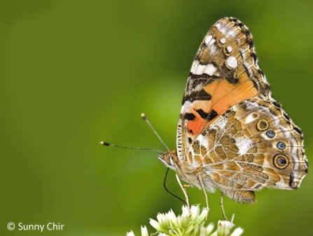 Vanessa cardui