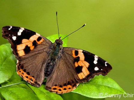 Vanessa indica indica