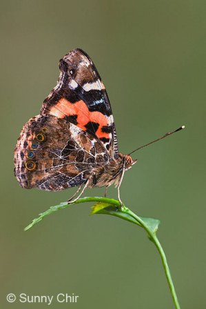 Vanessa indica indica