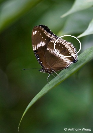 Hypolimnas bolina jacintha