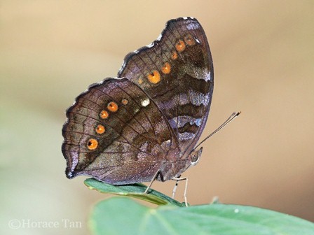 Junonia hedonia ida