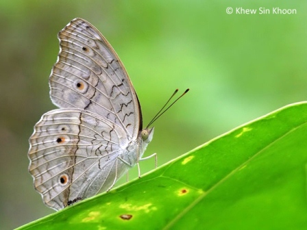 Junonia atlites atlites