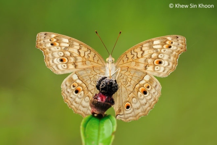 Junonia atlites atlites