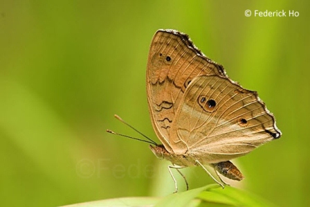 Junonia almana javana