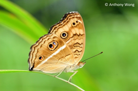 Junonia almana javana