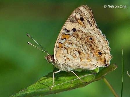 Junonia orithya wallacei