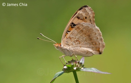 Junonia orithya wallacei