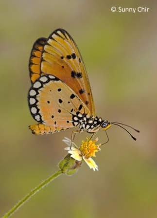 Acraea violae