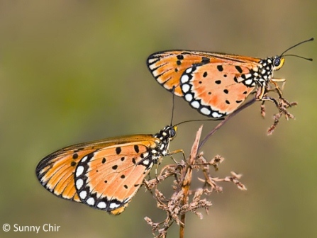 Acraea violae