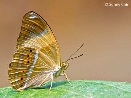 Cirrochroa orissa orissa