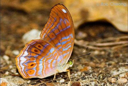 Terinos terpander robertsia