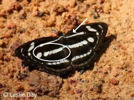 Athyma pravara helma