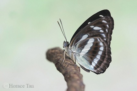 Athyma pravara helma